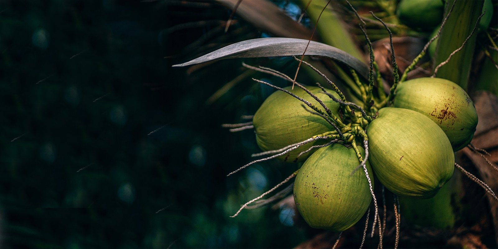 Ceylon-coconut.png