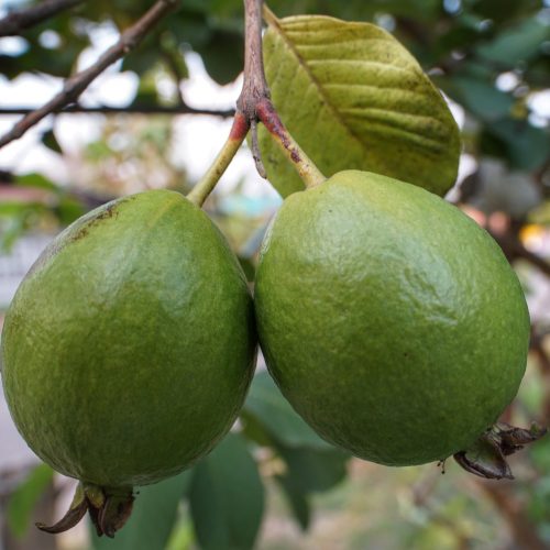 Guava
